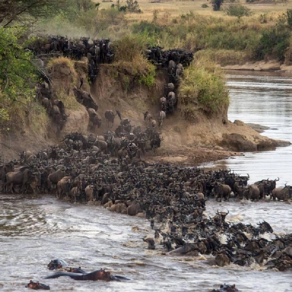 5 Days Tanzania Highlights Safari Attractions