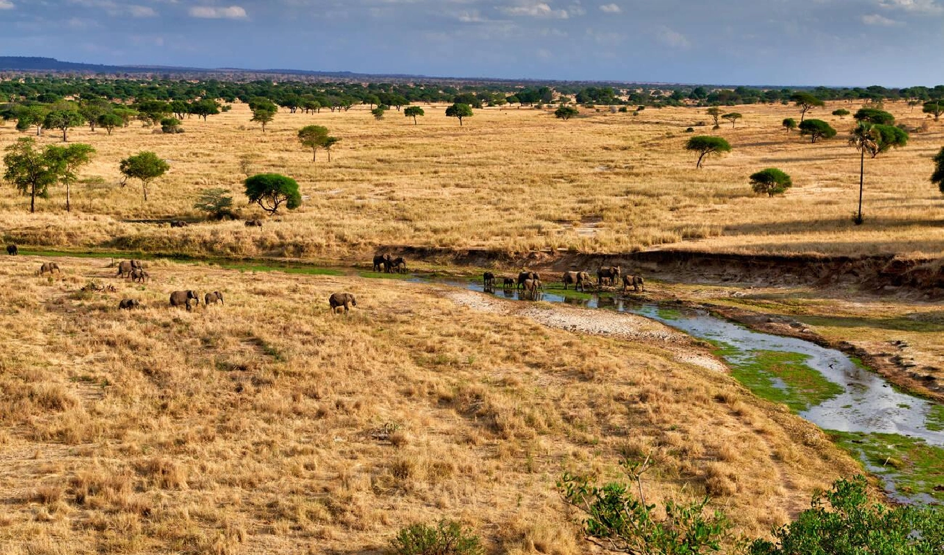 5 Days Tanzania Highlights Safari WildLife