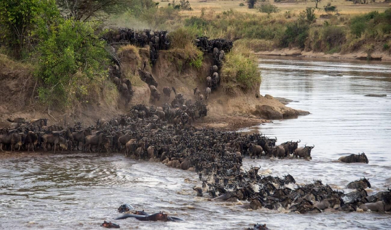 5 Days Tanzania Highlights Safari WildLife