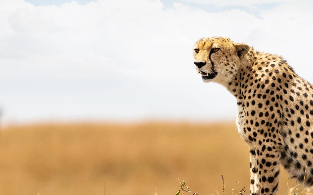 5 Days Tanzania Highlights Safari WildLife