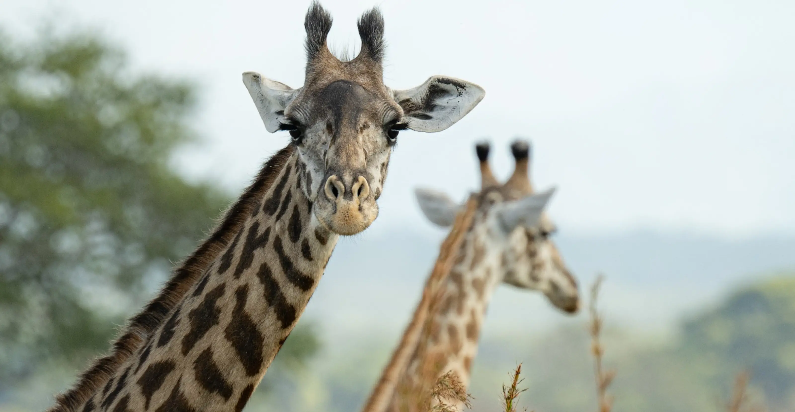 5 Days Tanzania Highlights Safari