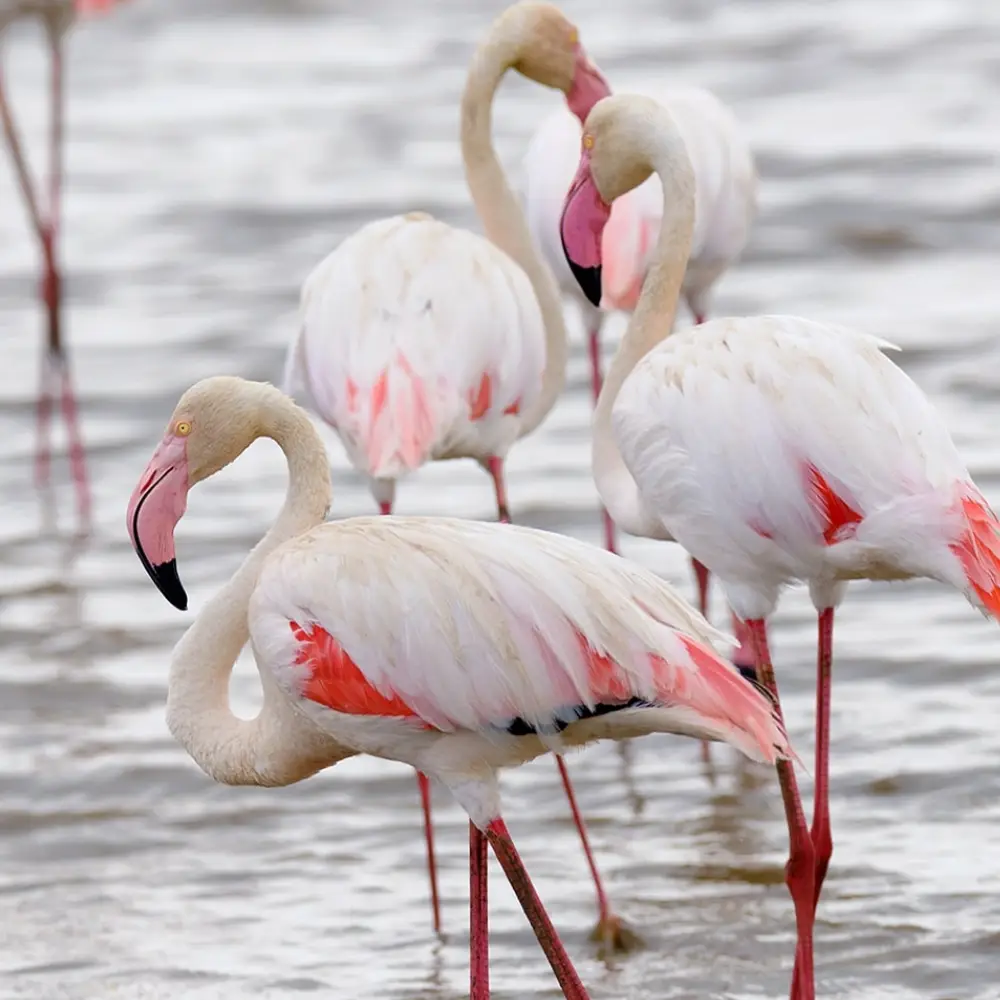 5 Days Tanzanian Safari Adventure Attractions