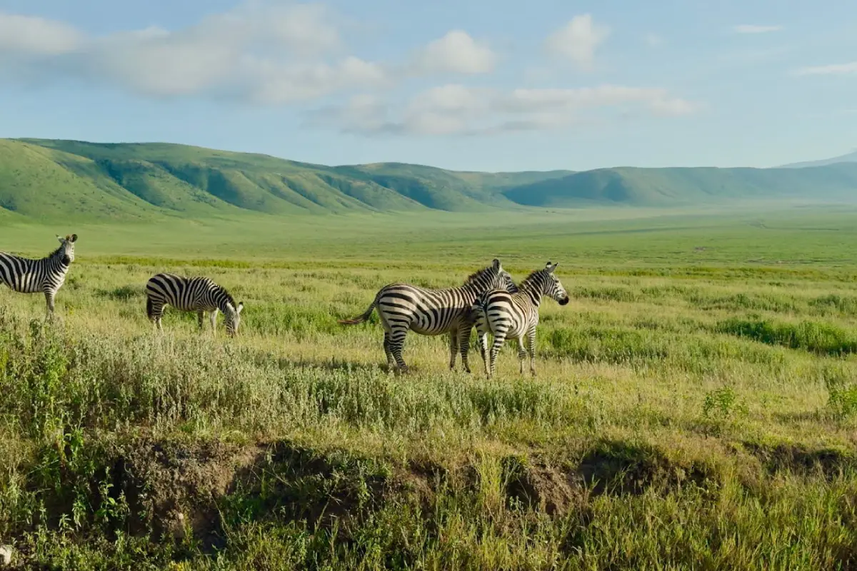 5 Days Tanzanian Safari Adventure Game Drive