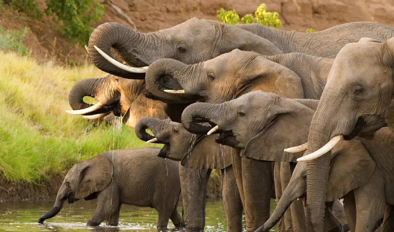 5 Days Tanzanian Safari Adventure Tarangire