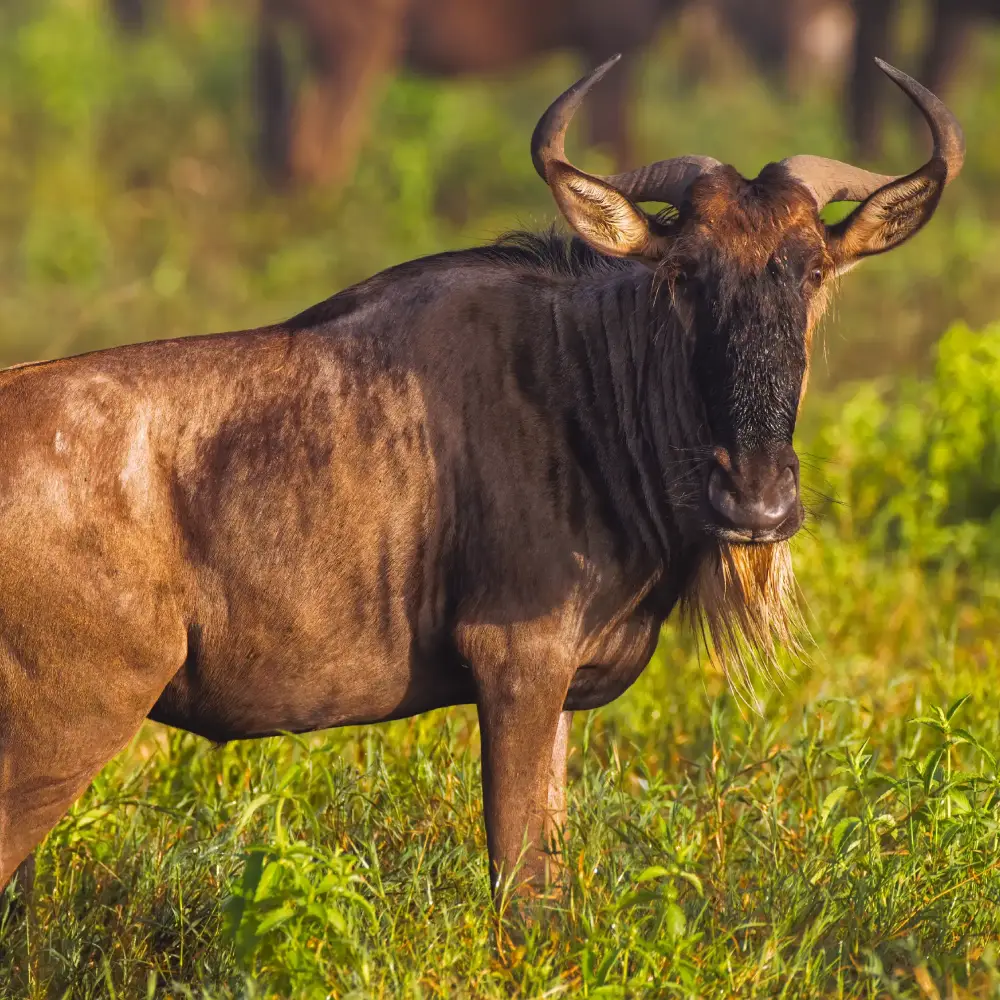 5 Days Tanzanian Safari Adventure Attractions
