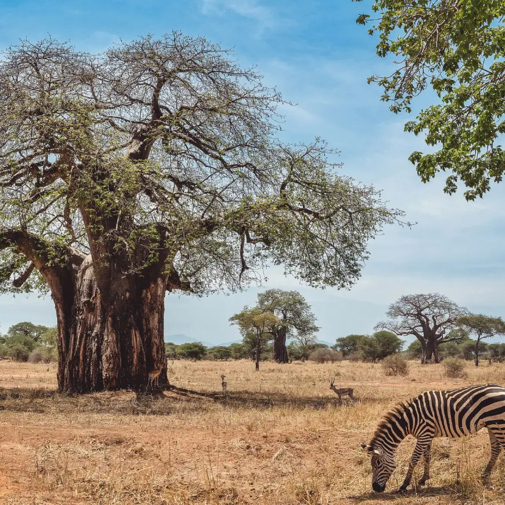 5 Days Tanzanian Safari Adventure Attractions