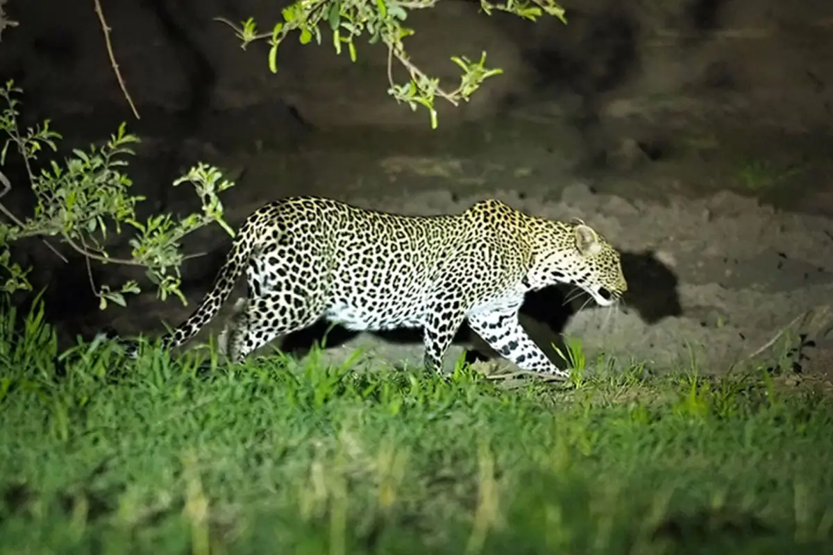 5 Days Tanzanian Safari Adventure Game Drive