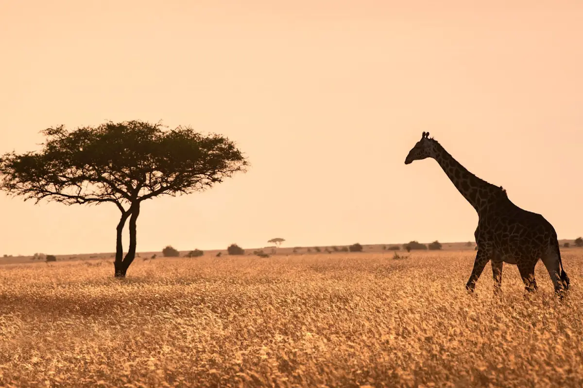 5 Days Tanzanian Safari Adventure Game Drive