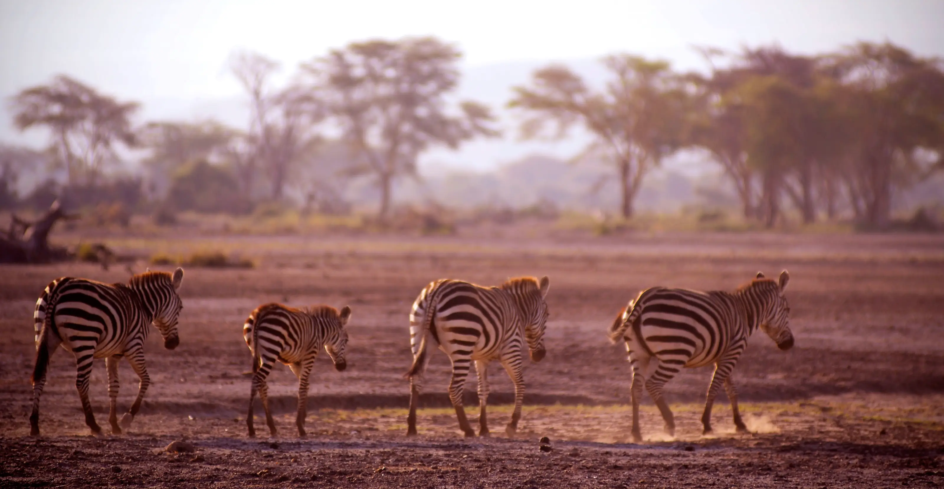 5 Days Tanzanian Safari Adventure