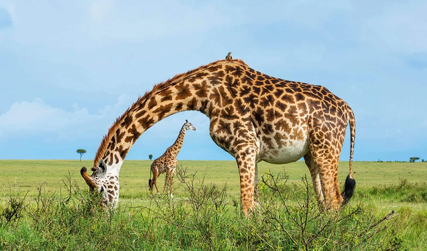 6 Day Taste Of Kenya Wildlife