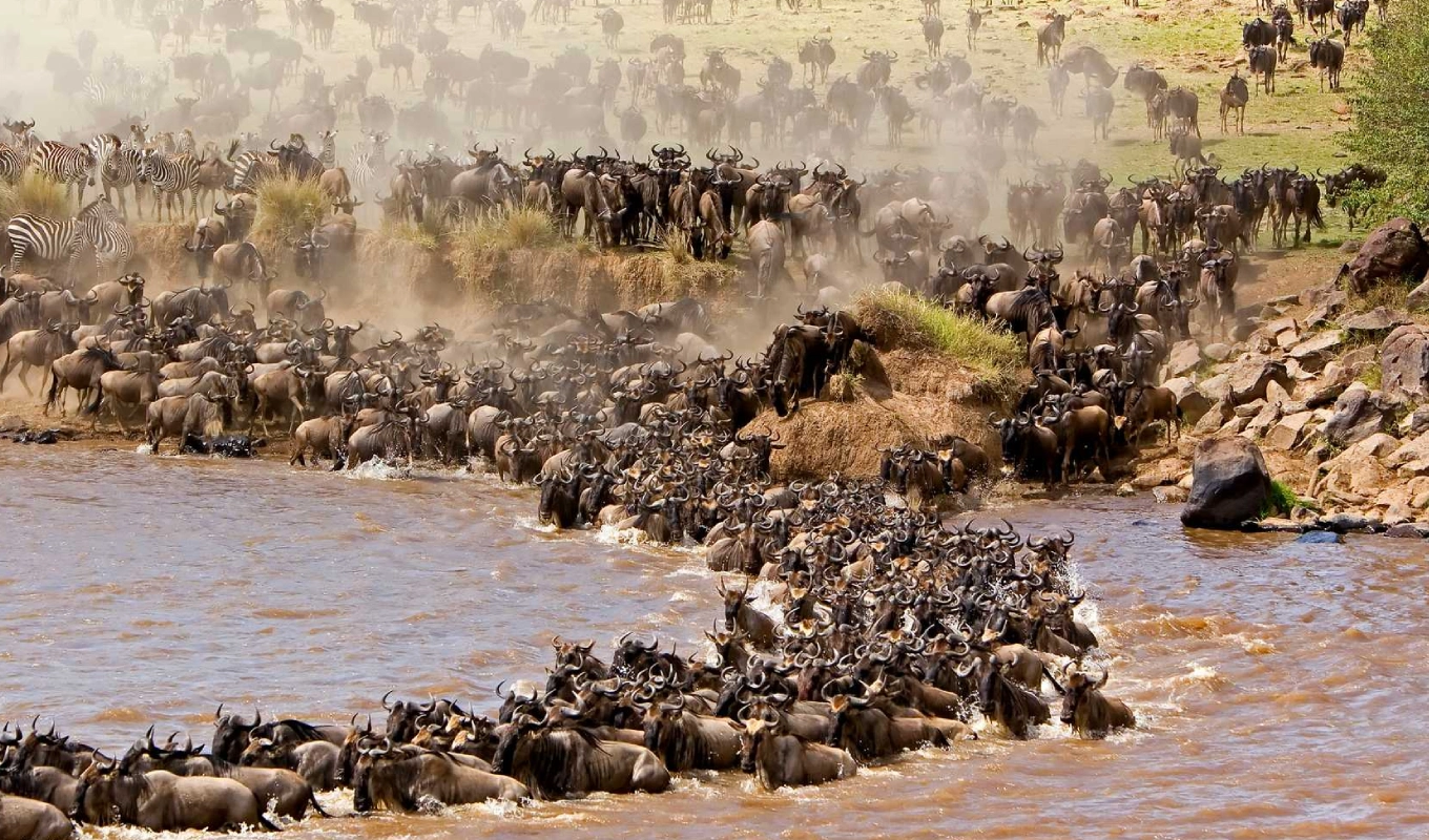 6 Day Taste Of Kenya Migration