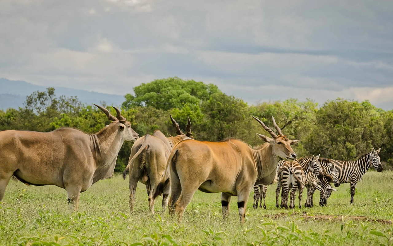 6 Day Taste Of Kenya Wildlife