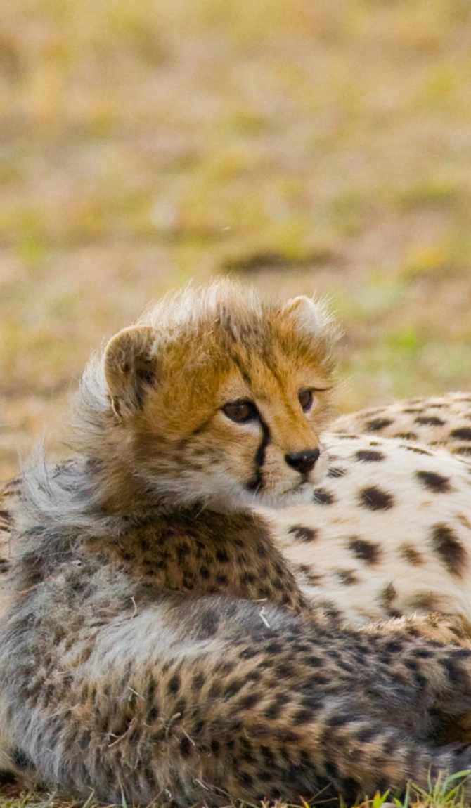 Taste Of Kenya