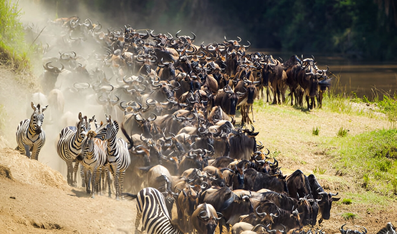 6 Days Tsavo Amboseli Lake Nakuru Safari And Masai Mara Wildlife