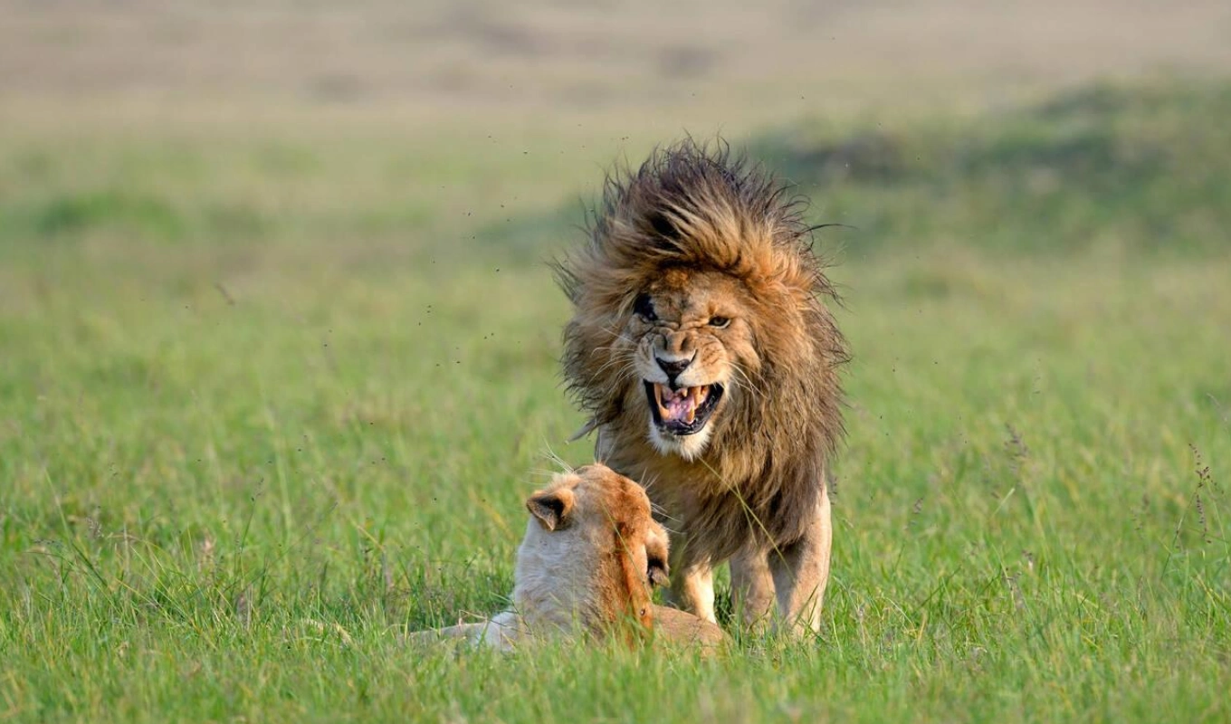 6 Days Tsavo Amboseli Lake Nakuru Safari And Masai Mara Wildlife