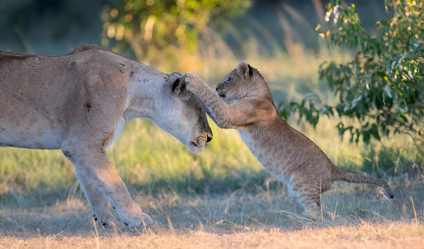 6 Days Tsavo Amboseli Lake Nakuru Safari And Masai Mara Wildlife
