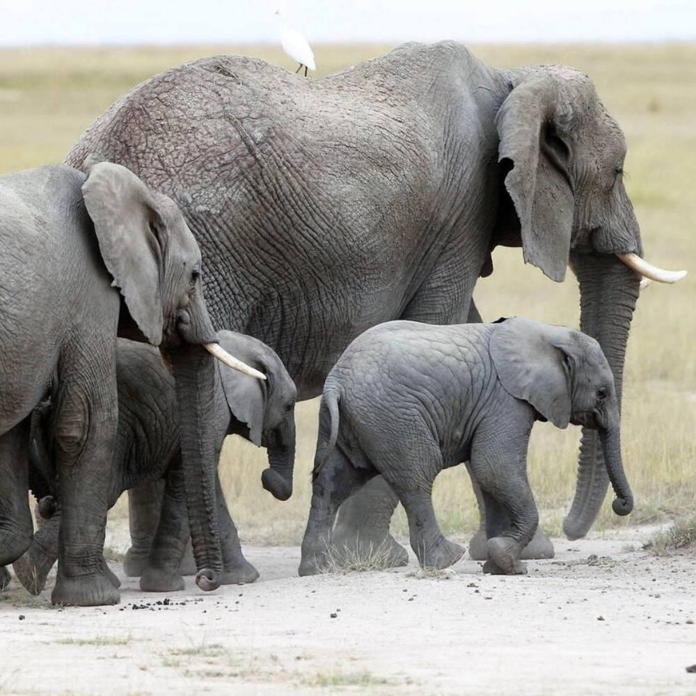 6 Days Tsavo Amboseli Lake Nakuru Safari And Masai Mara