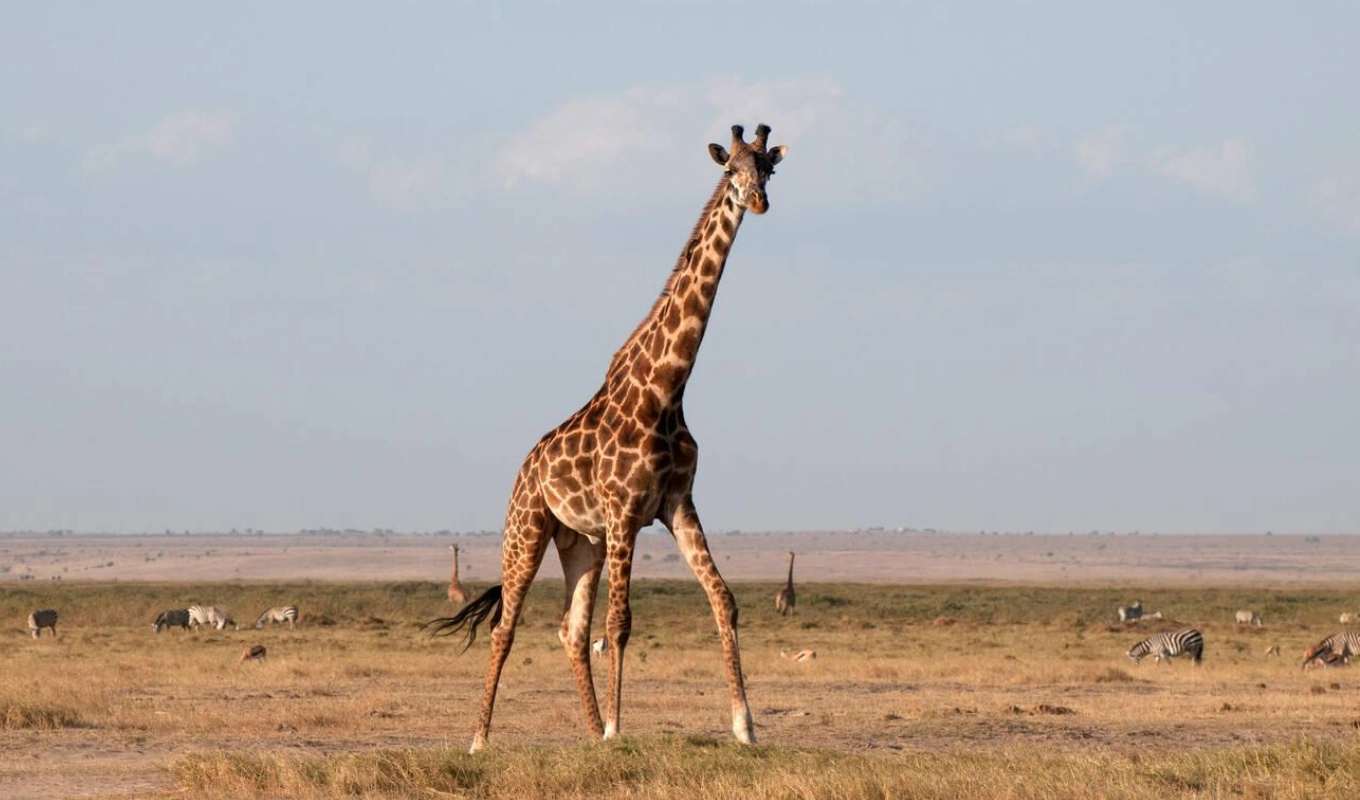 6 Days Tsavo Amboseli Lake Nakuru Safari And Masai Mara Wildlife