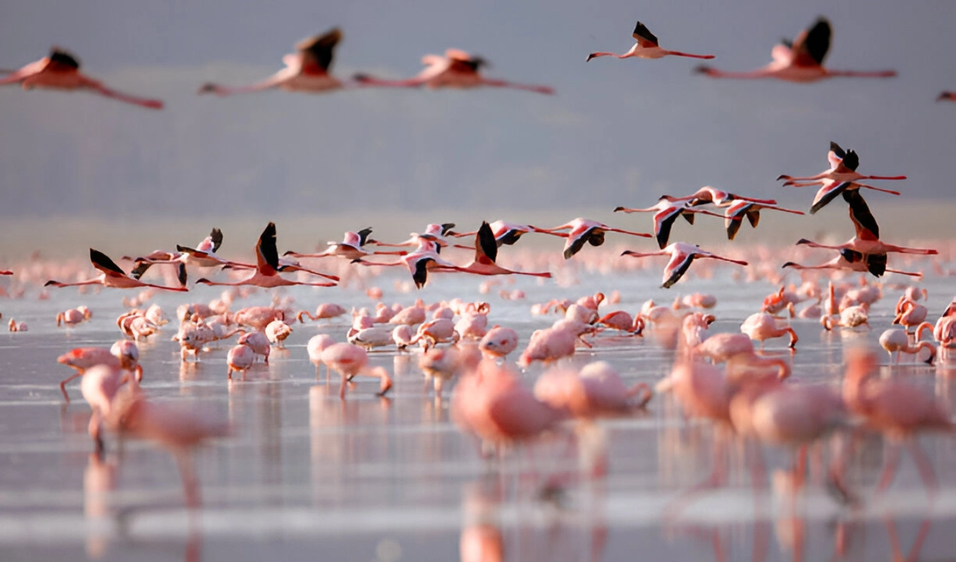 6 Days Tsavo Amboseli Lake Nakuru Safari And Masai Mara Wildlife