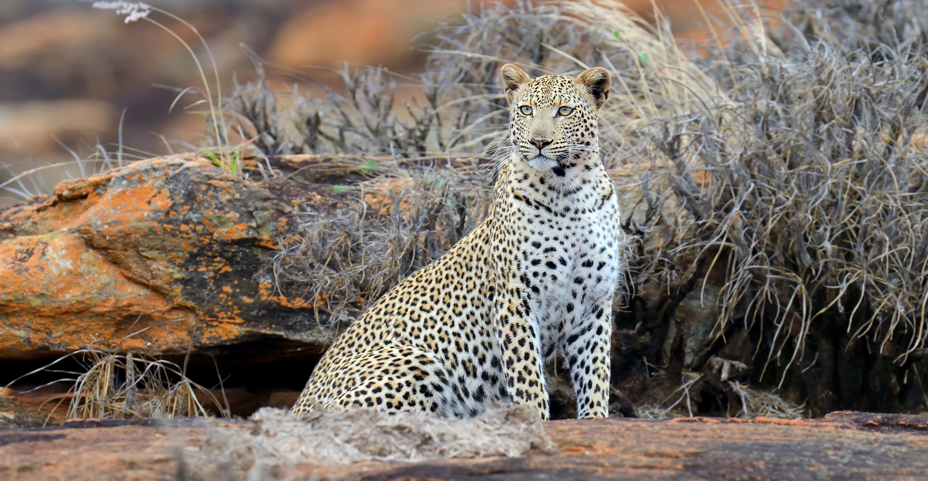 6 Days Tsavo Amboseli Lake Nakuru Safari And Masai Mara