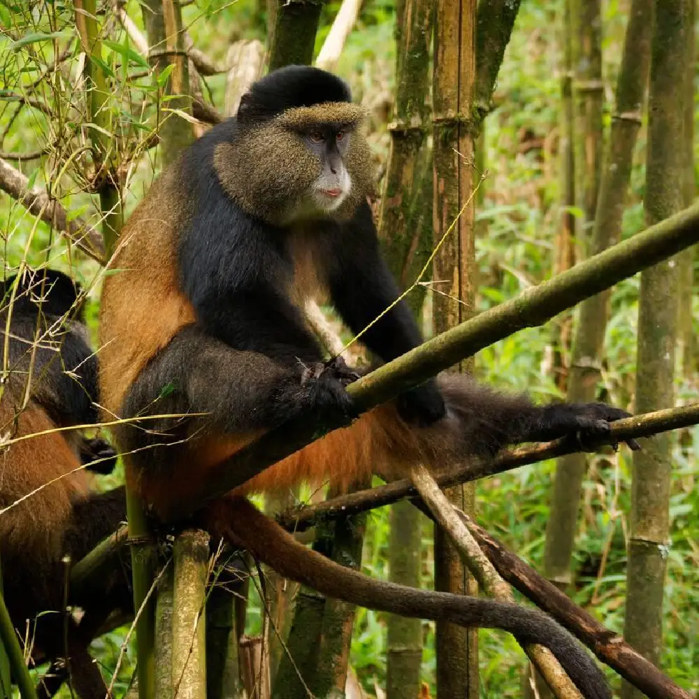 6 Days Gorilla Trekking and Golden Monkey Safari Attraction