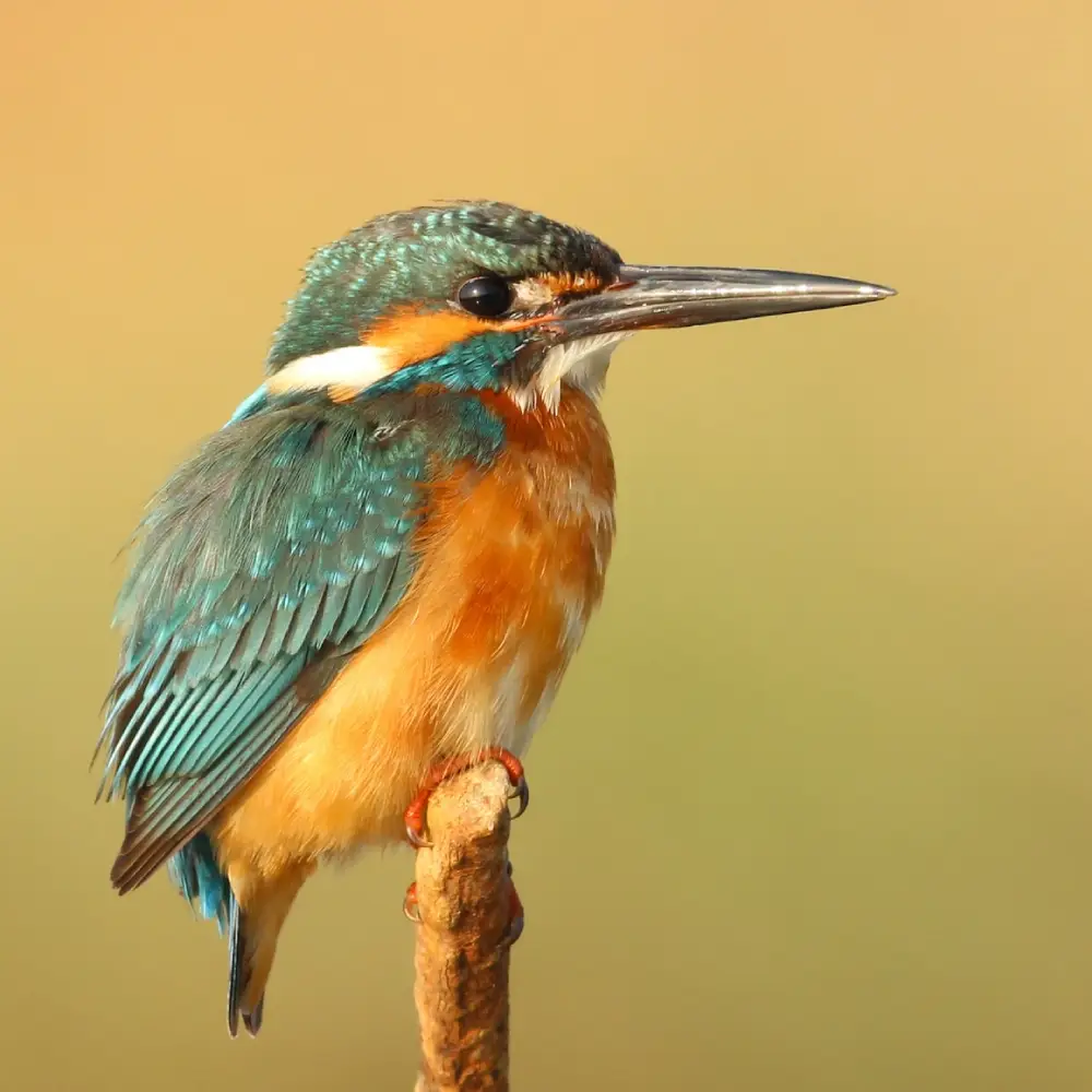 6 Days Gorilla Trekking and Golden Monkey Safari Attraction