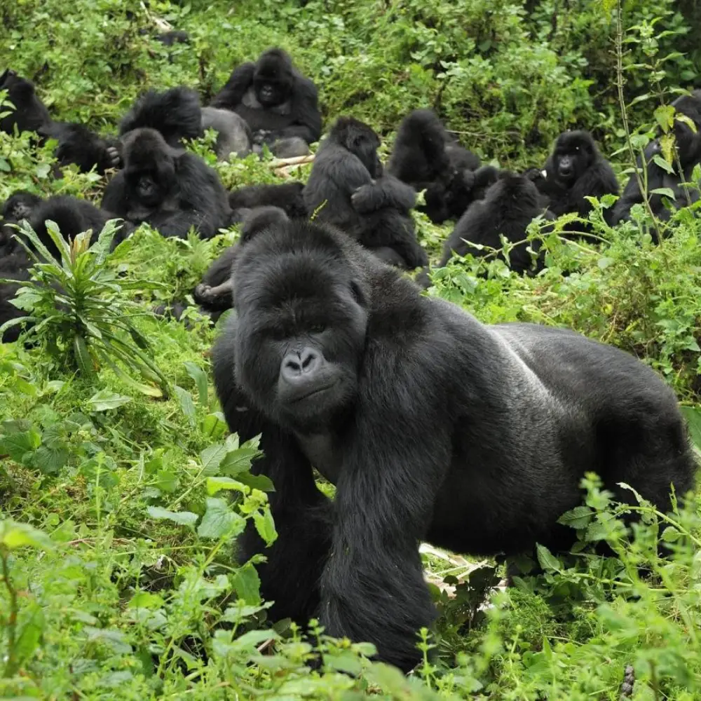 6 Days Gorilla Trekking and Golden Monkey Safari Attraction