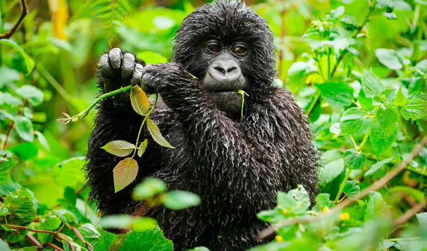 6 Days Gorilla Trekking and Golden Monkey Safari Gorilla trekking