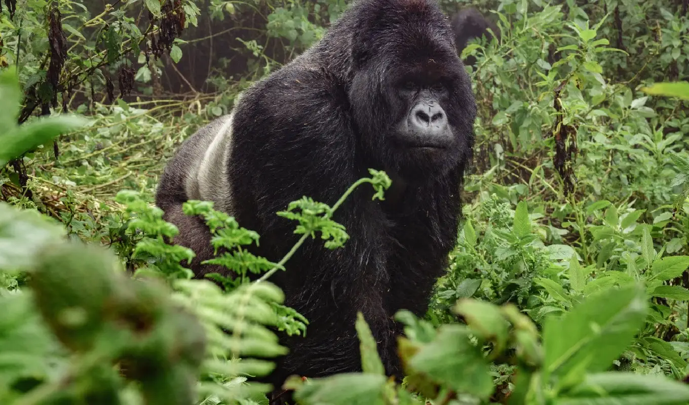6 Days Gorilla Trekking and Golden Monkey Safari Gorilla trekking