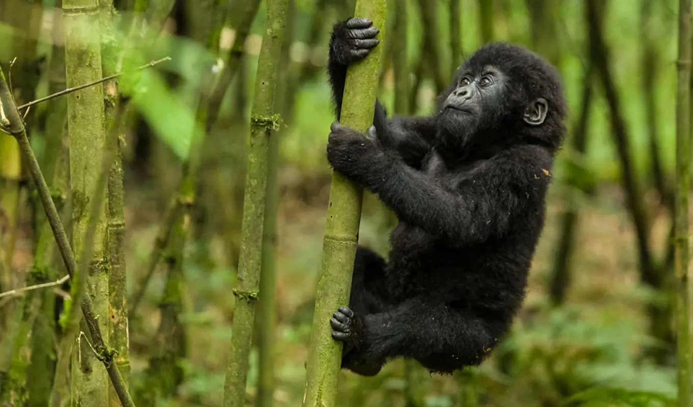 6 Days Gorilla Trekking and Golden Monkey Safari Gorilla trekking