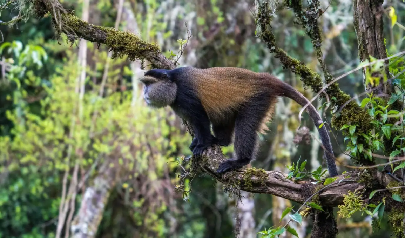 6 Days Gorilla Trekking and Golden Monkey Safari Golden Monkey Tracking