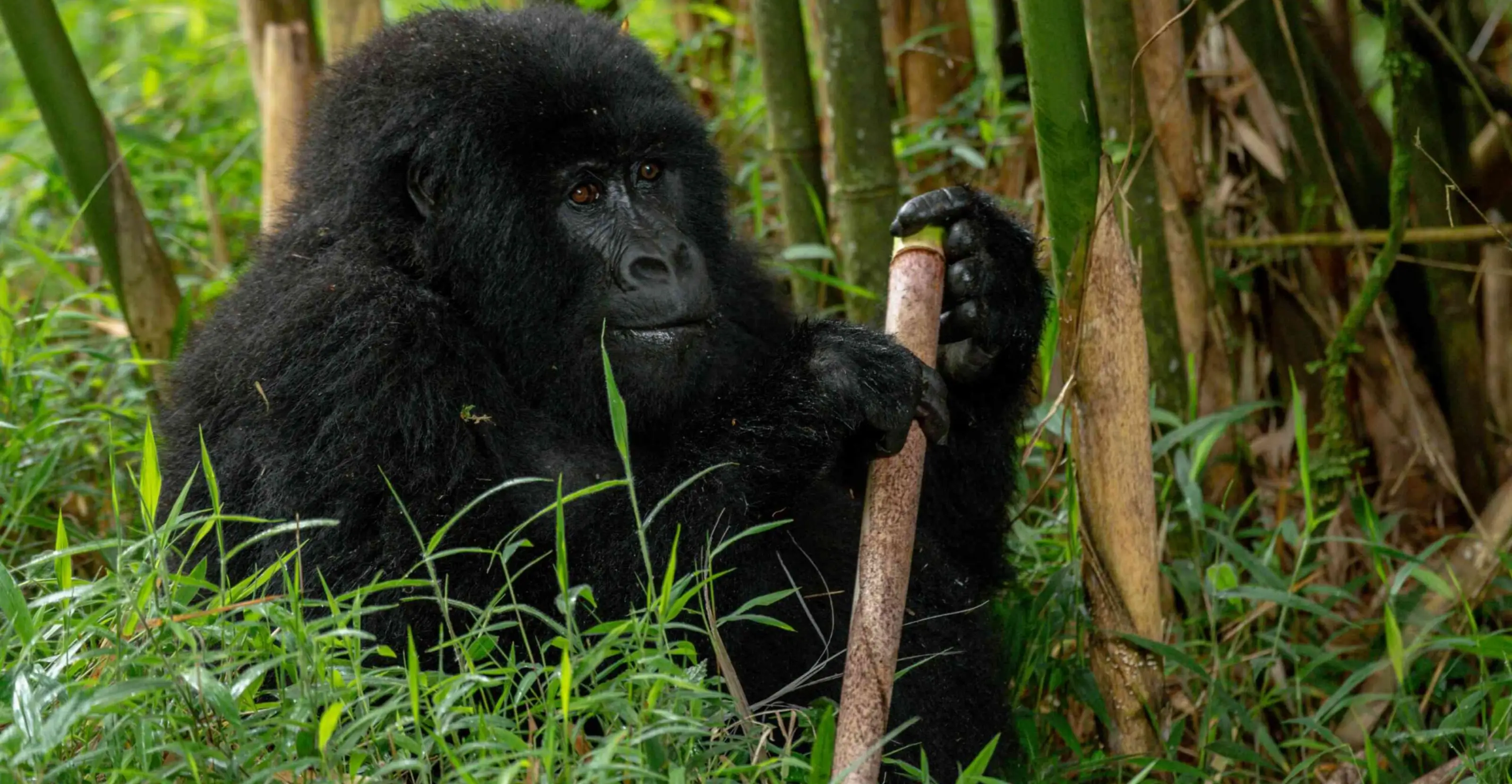 6 Days Gorilla Trekking and Golden Monkey Safari