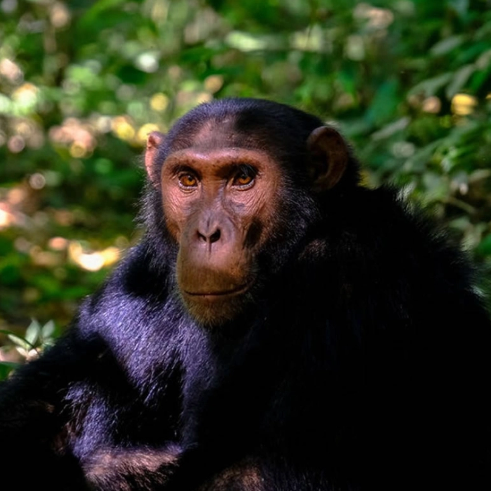 6 Days Queen Elizabeth Wildlife & Gorilla Trekking Safari Attraction