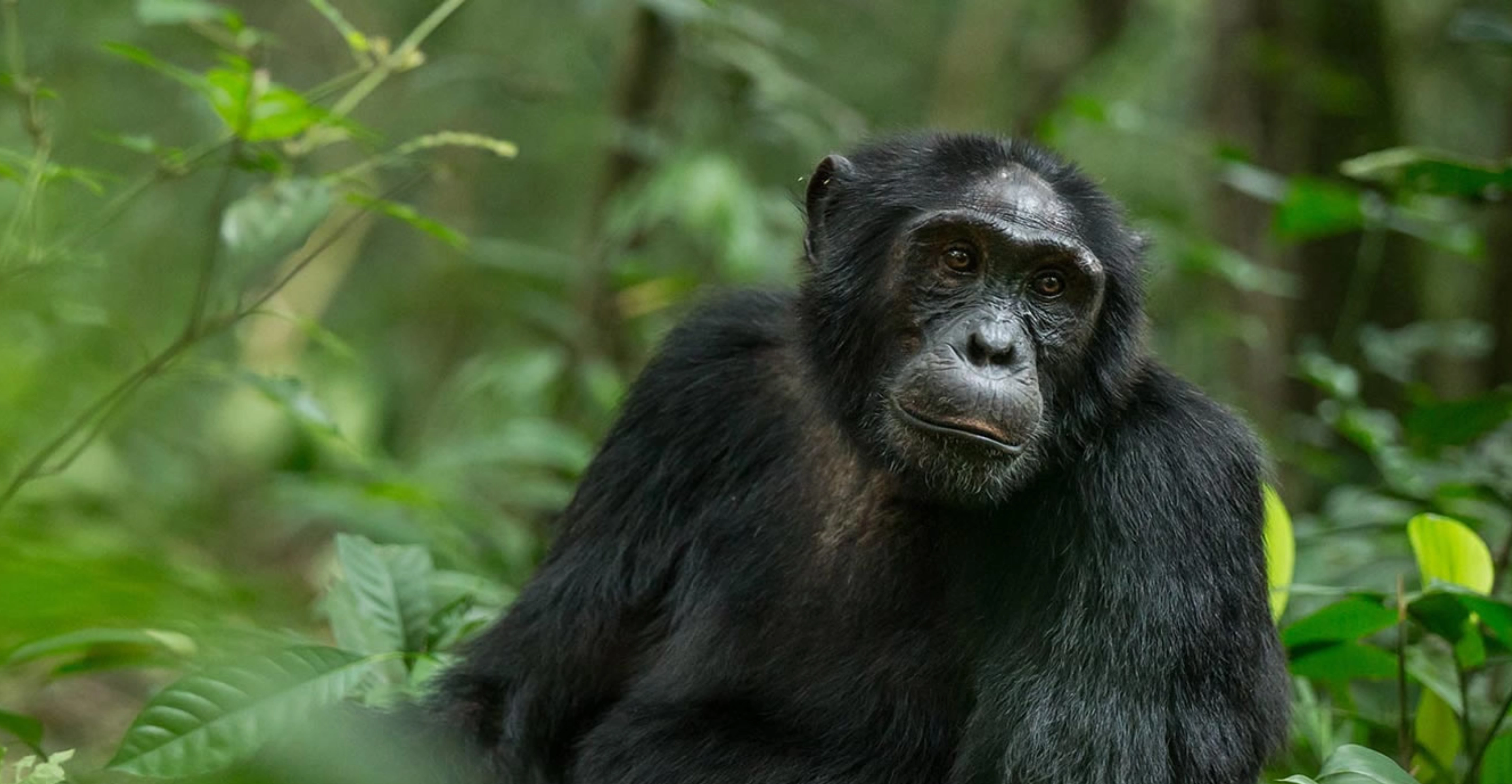 6 Days Queen Elizabeth Wildlife & Gorilla Trekking Safari