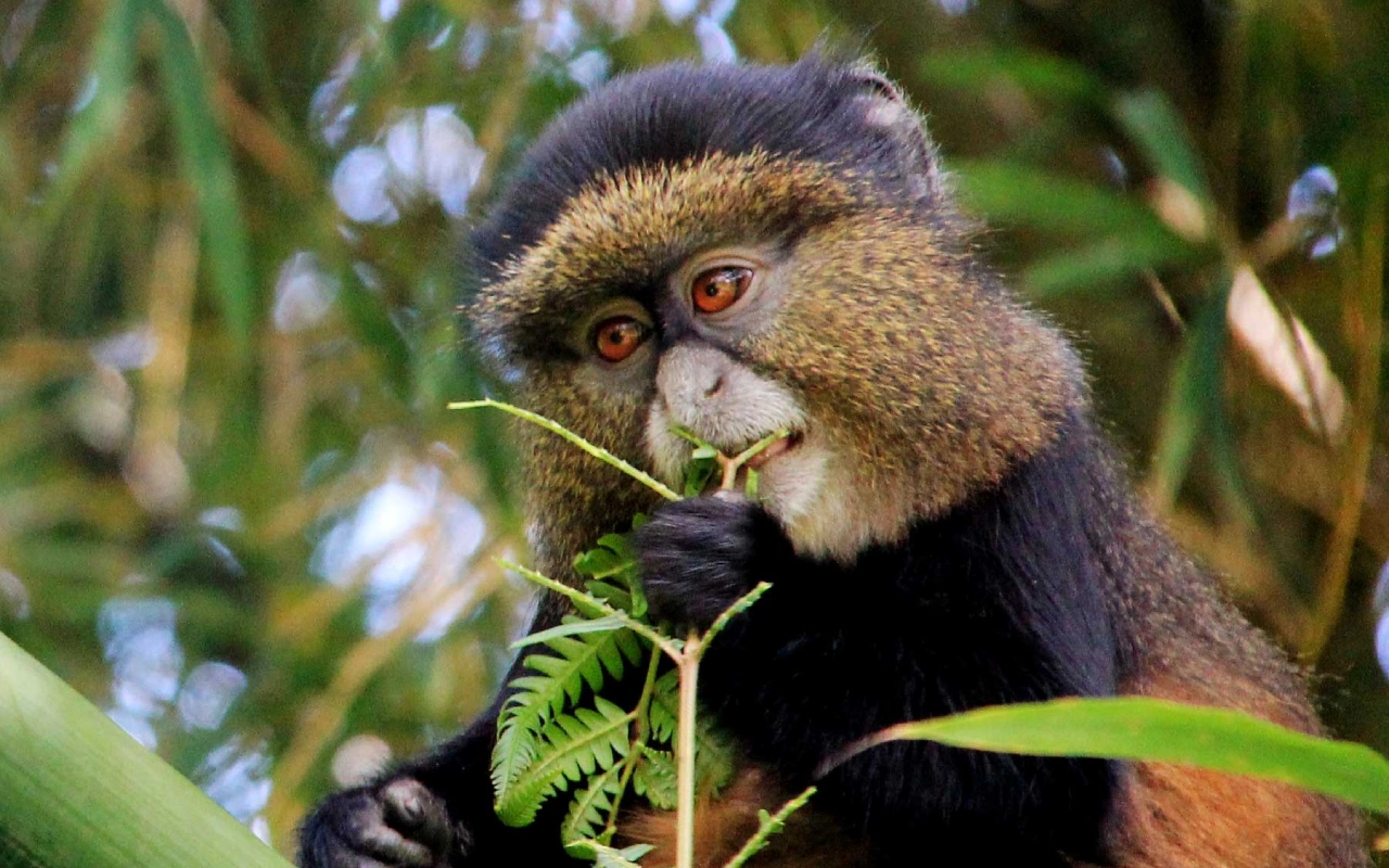 6 Days Rwanda Akagera Wildlife & Volcanoes Gorilla Trek Wildlife