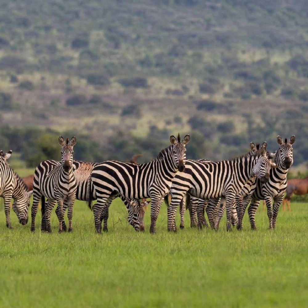 6 Days Rwanda Akagera Wildlife & Volcanoes Gorilla Trek Attractions