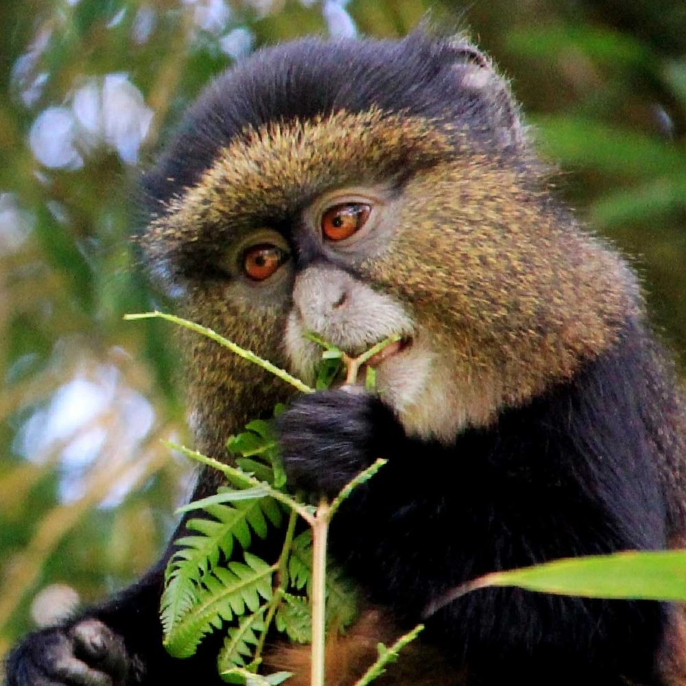 6 Days Rwanda Akagera Wildlife & Volcanoes Gorilla Trek Attractions