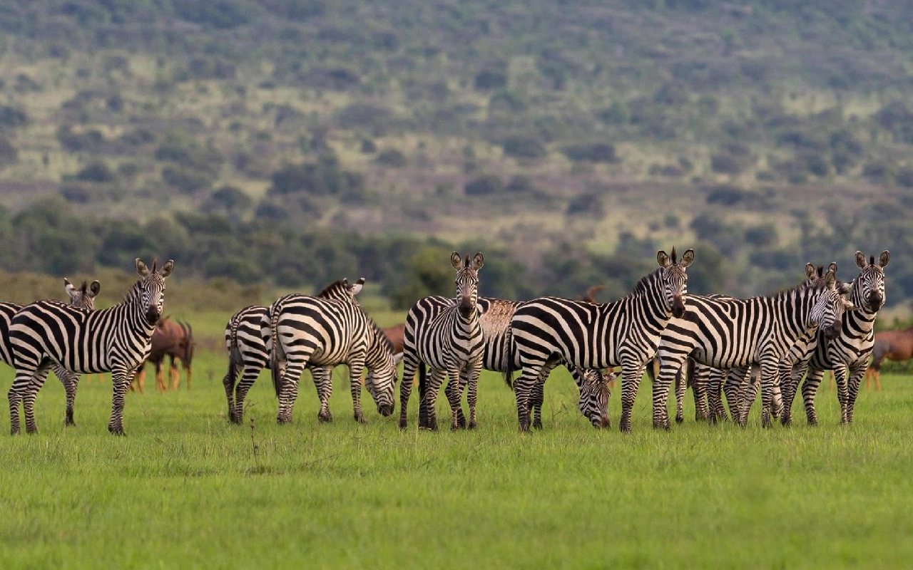 6 Days Rwanda Akagera Wildlife & Volcanoes Gorilla Trek WildLife