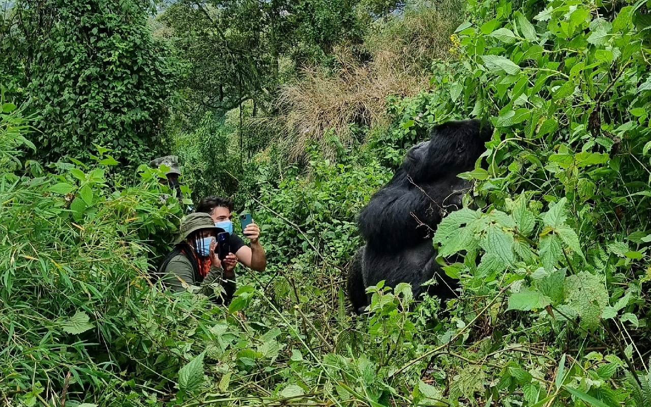 6 Days Rwanda Akagera Wildlife & Volcanoes Gorilla Trek Trekking