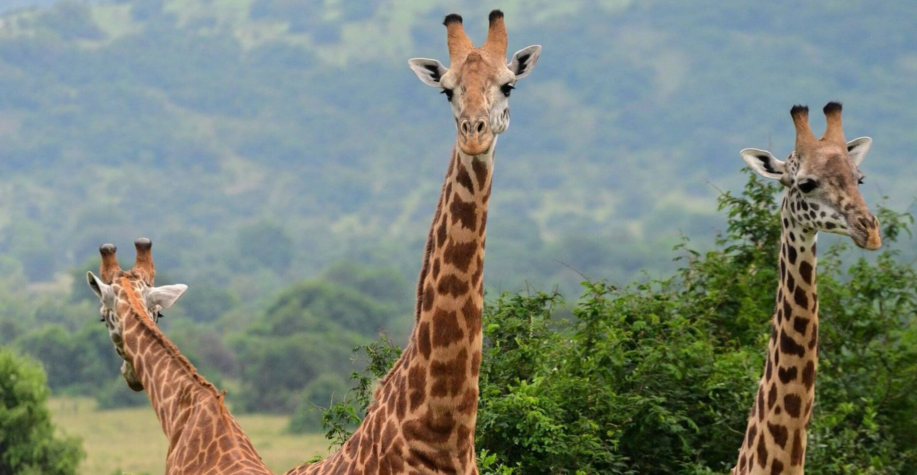 6 Days Rwanda Akagera Wildlife & Volcanoes Gorilla Trek