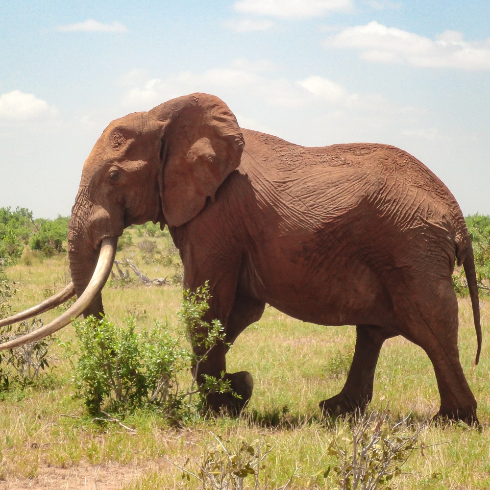 6 Days Tsavo Battlefield Tour and Safari Attractions