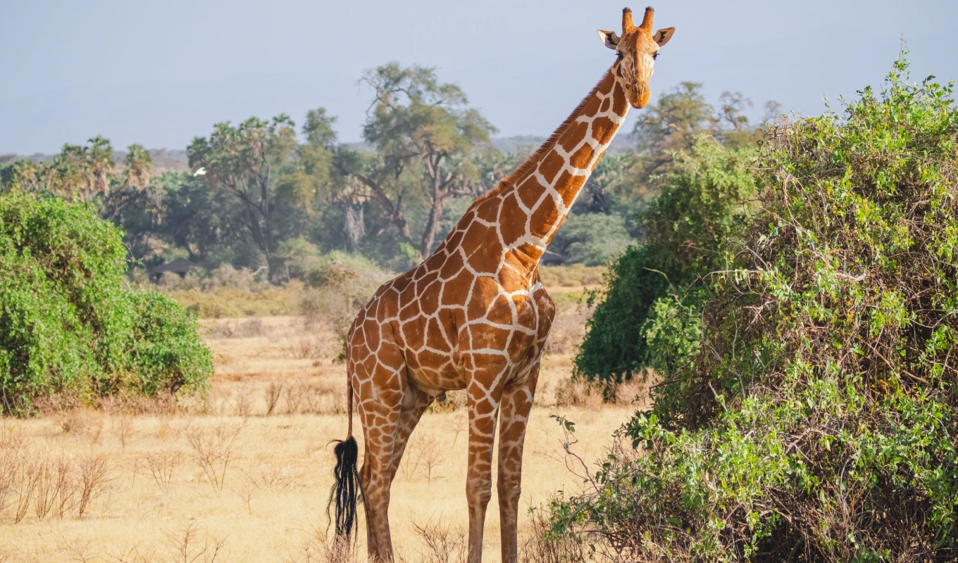 6 Days Tsavo Battlefield Tour and Safari Wildlife