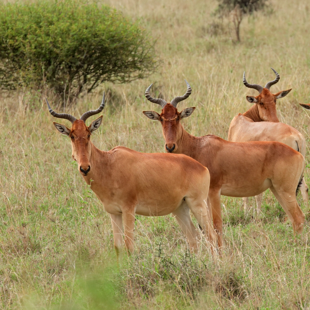 6 Days Tsavo Battlefield Tour and Safari Attractions