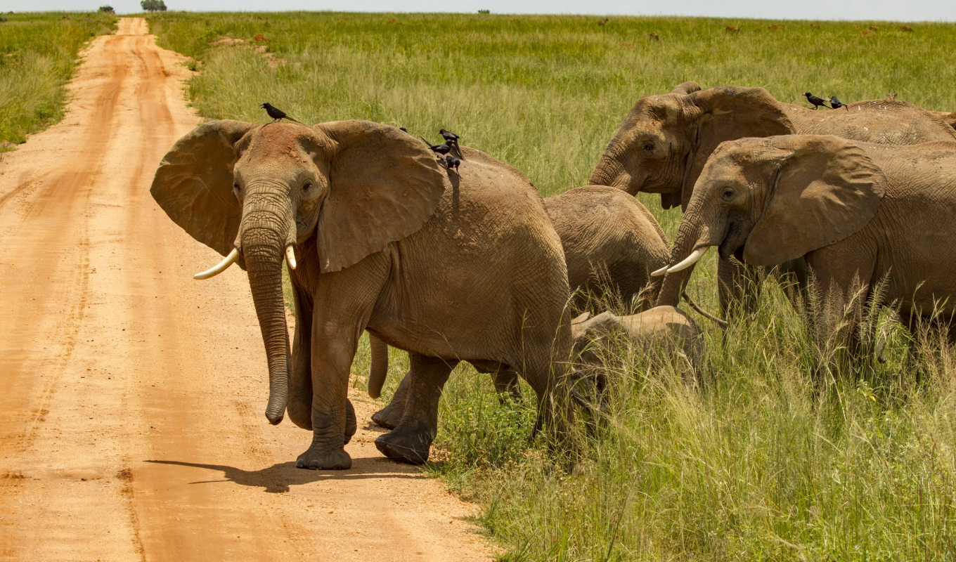 6 Days Tsavo Battlefield Tour and Safari Wildlife