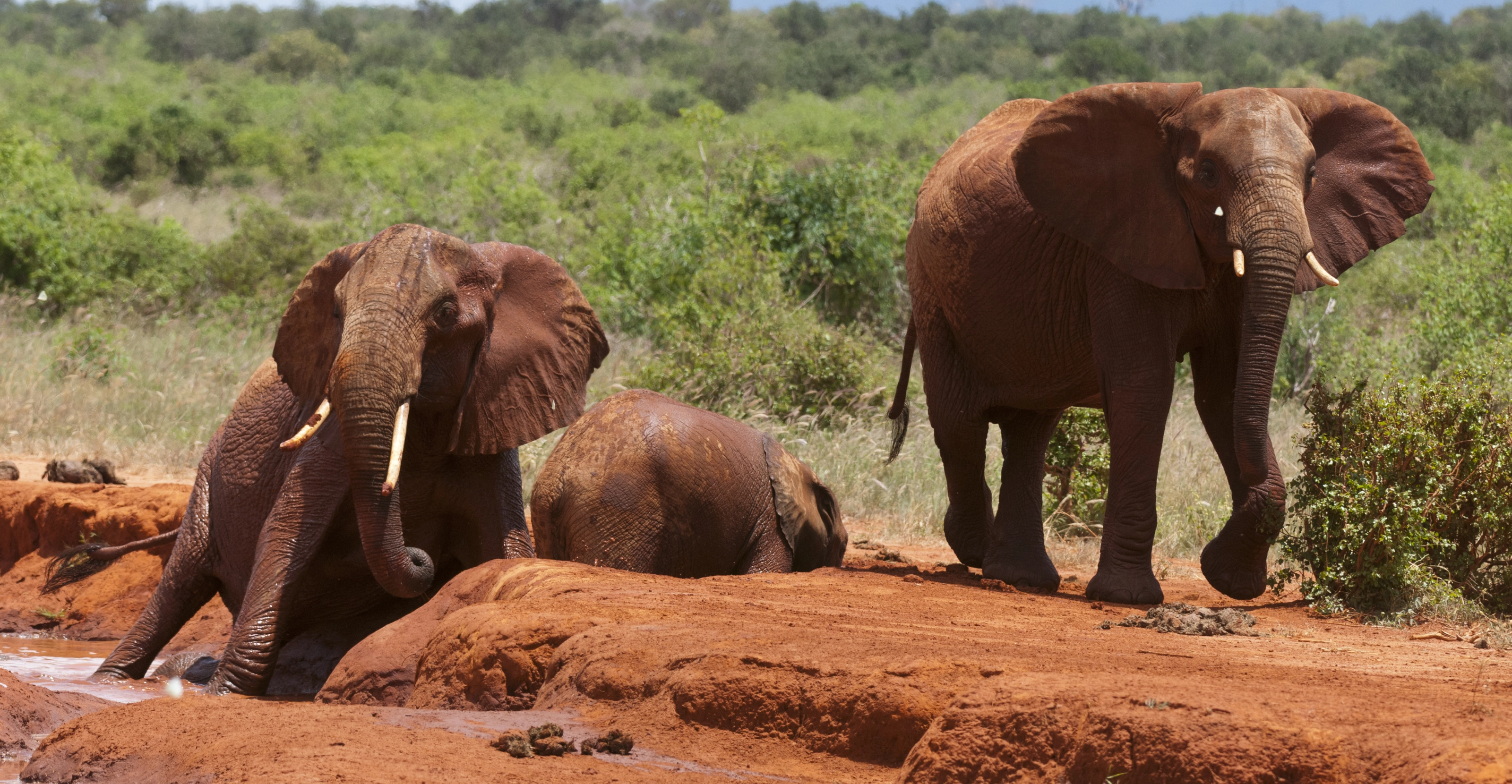 6 Days Tsavo Battlefield Tour and Safari