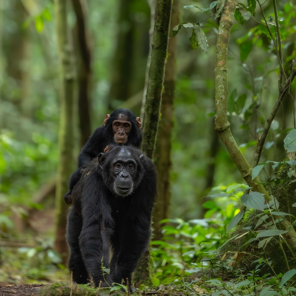 6 Days Uganda’s Primate Safari – 2026 Attraction