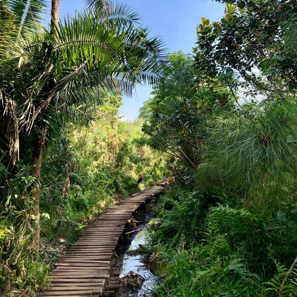 6 Days Uganda’s Primate Safari – 2026 Attraction