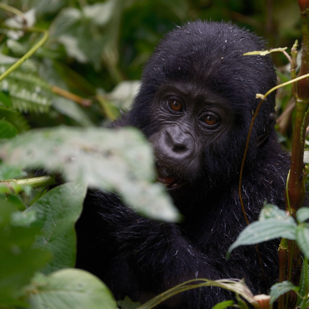 6 Days Uganda’s Primate Safari – 2026 Attraction
