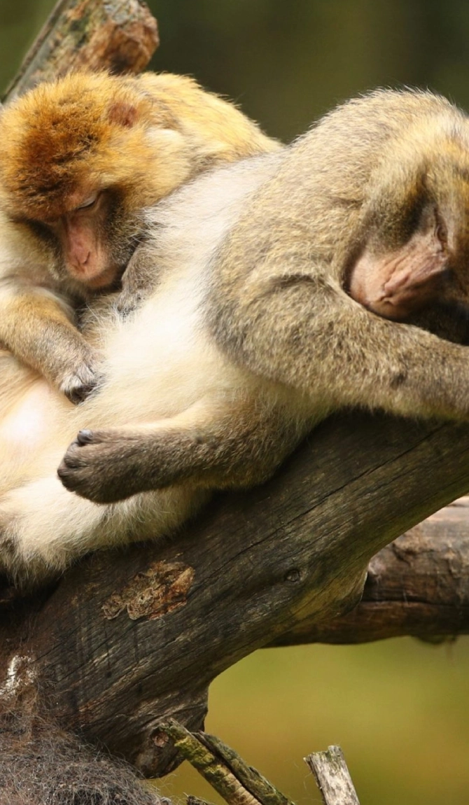 Uganda’s Primate Safari