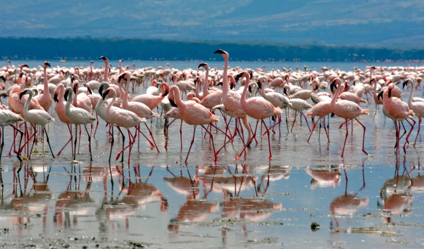 7 Days Best Of Kenya Lake Nakuru National Park